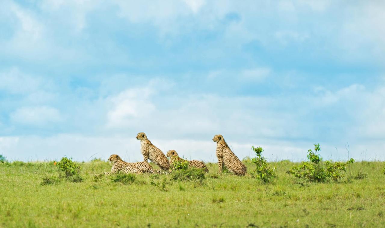 ホテル Saruni Eagle View Naboisho エクステリア 写真