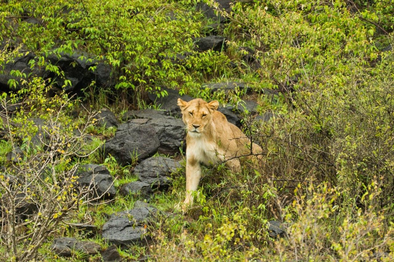 ホテル Saruni Eagle View Naboisho エクステリア 写真